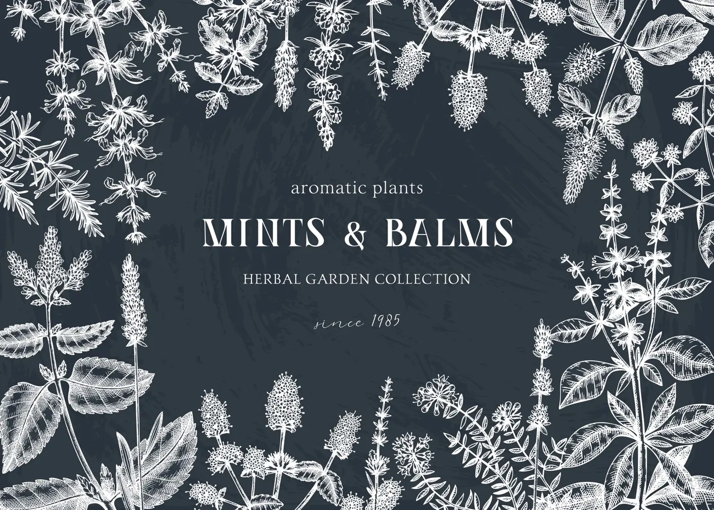 Mints on chalkboard. Hand sketched mint plants banner. Vintage herbs, leaves, flowers hand drawings background. Perfect for recipe, menu, label, packaging. Herbal tea template. Botanical illustration. Illustration